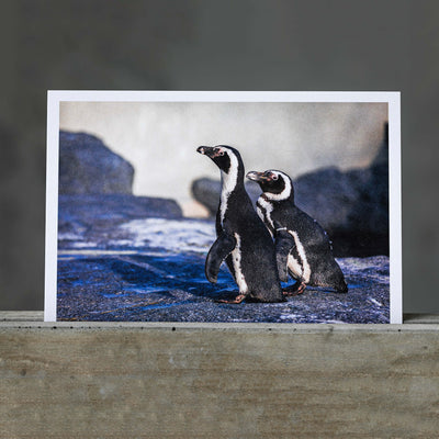 Atvirukas Humbolto pingvinai